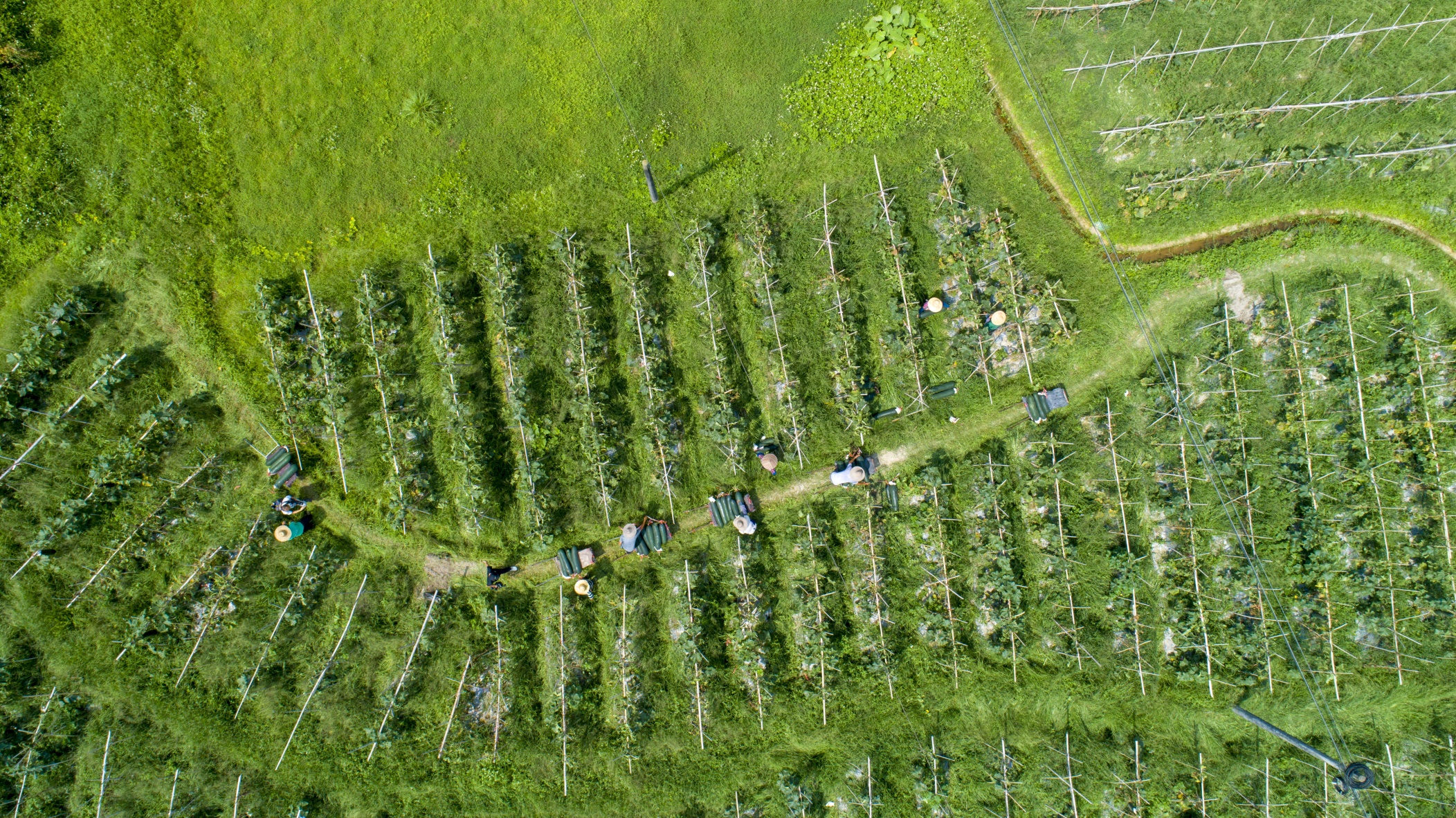 培富告诉记者,在合作社的组织带动下,2020年那桑村共有150多户村民