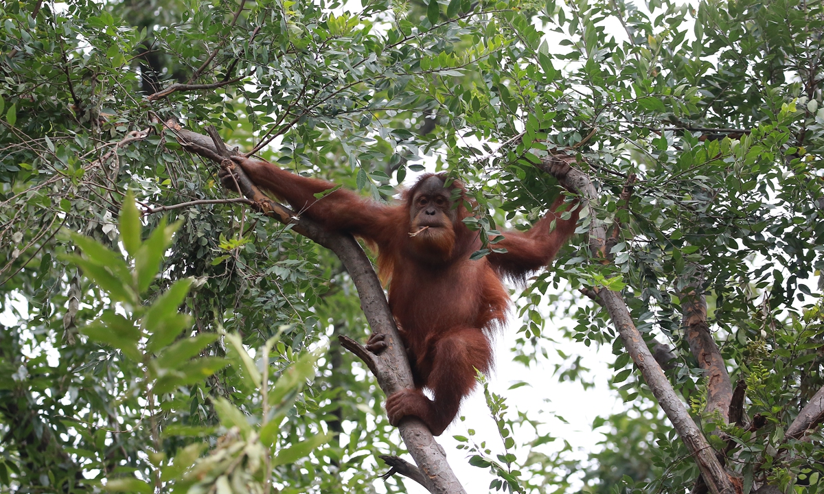 Orangutans in the Nanjing Hongshan Forest Zoo in East China's Jiangsu Province Below: A painting created by Xiaohei, one of the orangutans at the zoo Photos: Courtesy of the Nanjing Hongshan Forest Zoo