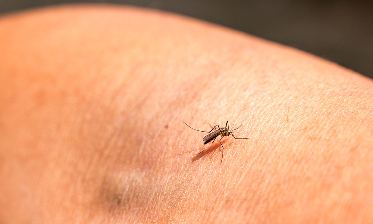 A female Anopheles mosquito Photo: CFP