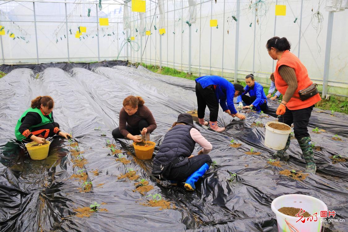 Farmers transplanting pepper seedlings in SW China's Guizhou
