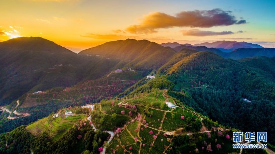 这是云南南涧彝族自治县无量山樱花谷一景(2017年12月16日摄,无人机
